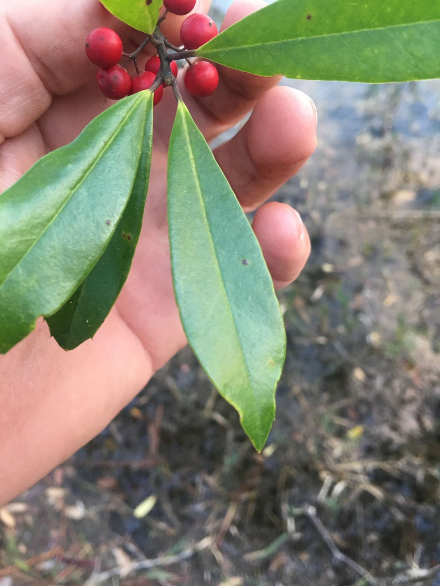 Слика од Ilex cassine L.