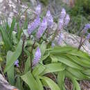 Image of Scilla latifolia Willd. ex Schult. fil.