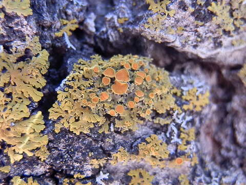 Image of Hasse's orange wall lichen