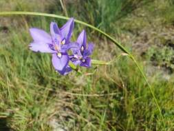 Moraea inclinata Goldblatt resmi