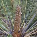 Image of Cycad