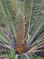 Image of Cycad