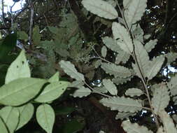 Image de Olearia albida var. angulata (T. Kirk) Allan