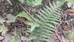 Image of coastal woodfern