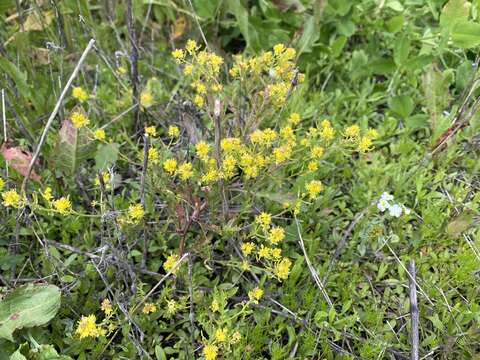 Image of curvepod yellowcress