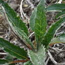 Image of Saussurea amurensis Turcz. ex DC.