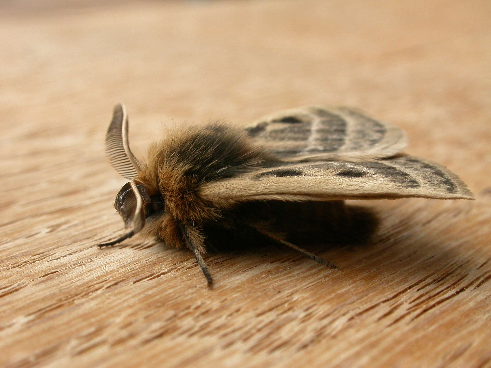 Image of Anthela ocellata (Walker 1855)