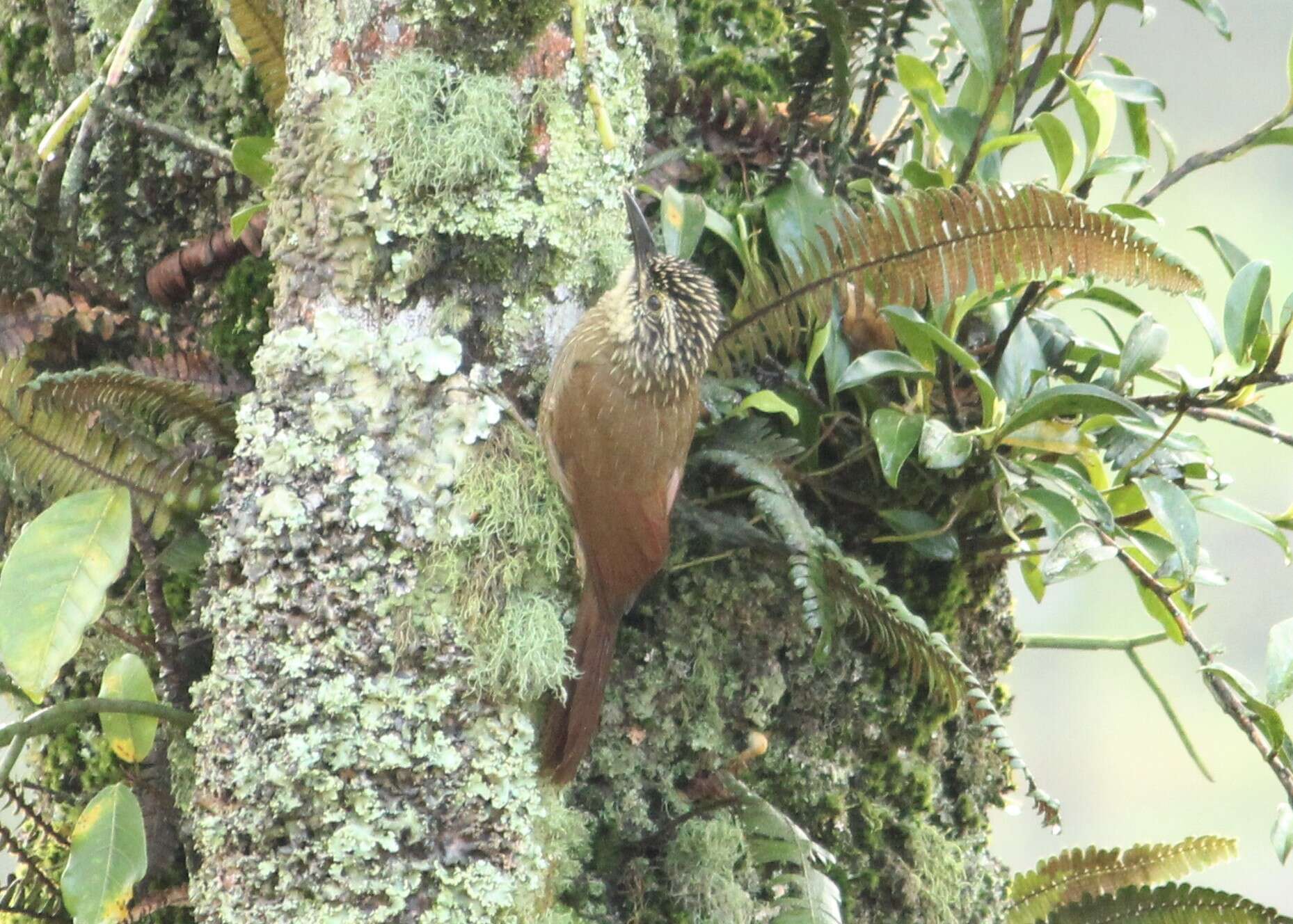 Image of Planalto Woodcreeper