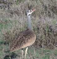 Image of White-bellied Bustard