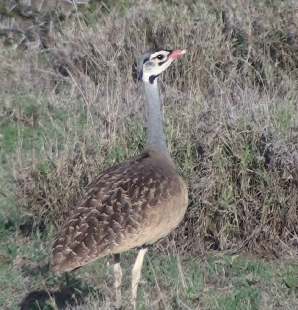 Image of White-bellied Bustard