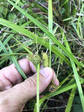 Image of goldenfruit sedge