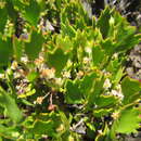 Centella triloba (Thunb.) Drude resmi