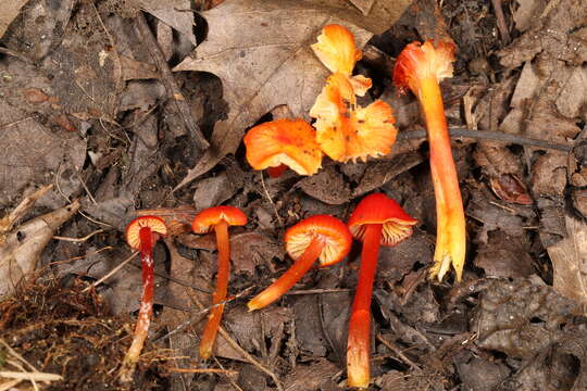 Image of Hygrocybe minutula (Peck) Murrill 1916