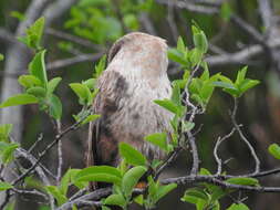 Sivun Anhinga anhinga leucogaster (Vieillot 1816) kuva