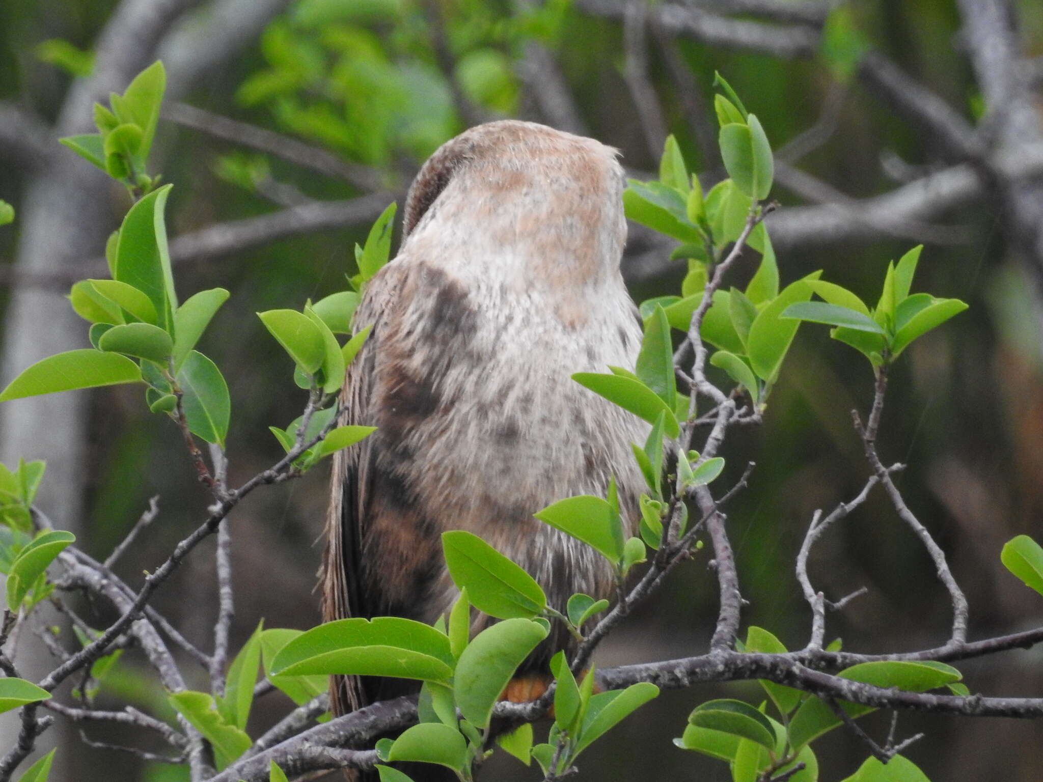 Image of Anhinga anhinga leucogaster (Vieillot 1816)