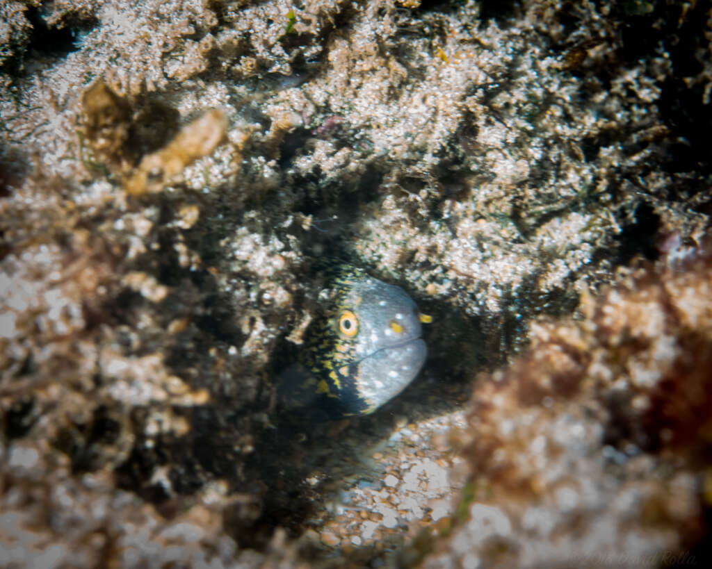 Image of Snowflake moray