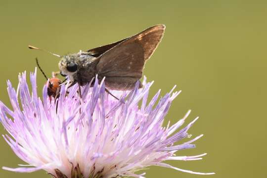 Image of Dotted Skipper