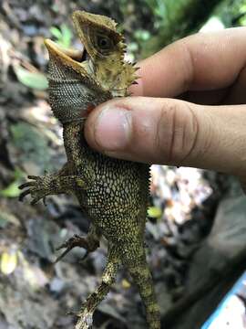 Image of Horned wood lizard