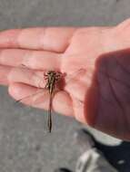 Image of Cypress Clubtail