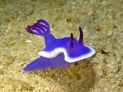 Plancia ëd Hypselodoris violacea Gosliner & R. F. Johnson 2018