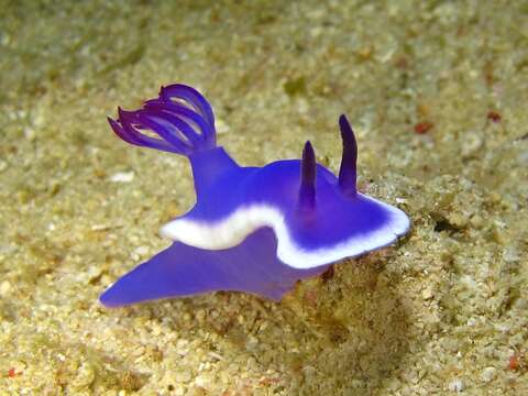 Image of Hypselodoris violacea Gosliner & R. F. Johnson 2018