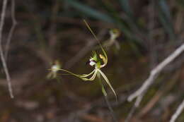 Image of Eastern Mantis Orchid