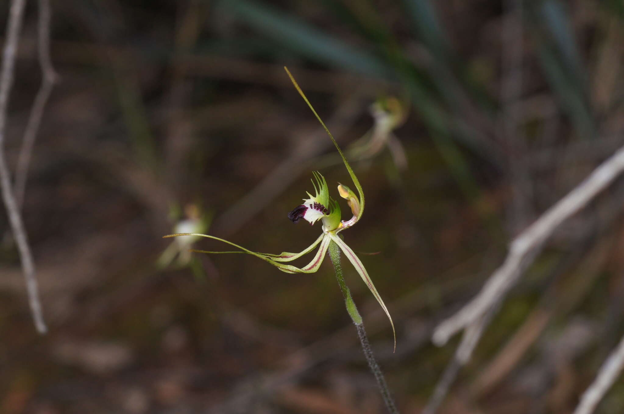 Image of Eastern Mantis Orchid