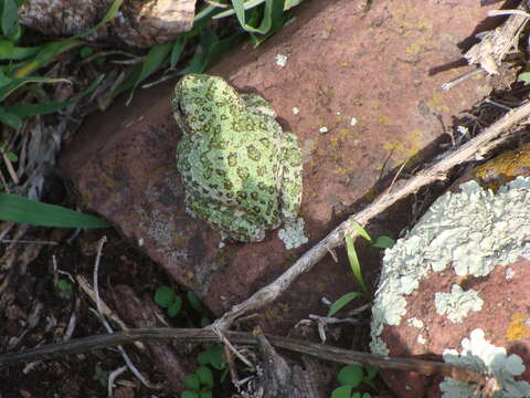 Imagem de Dryophytes arenicolor (Cope 1866)