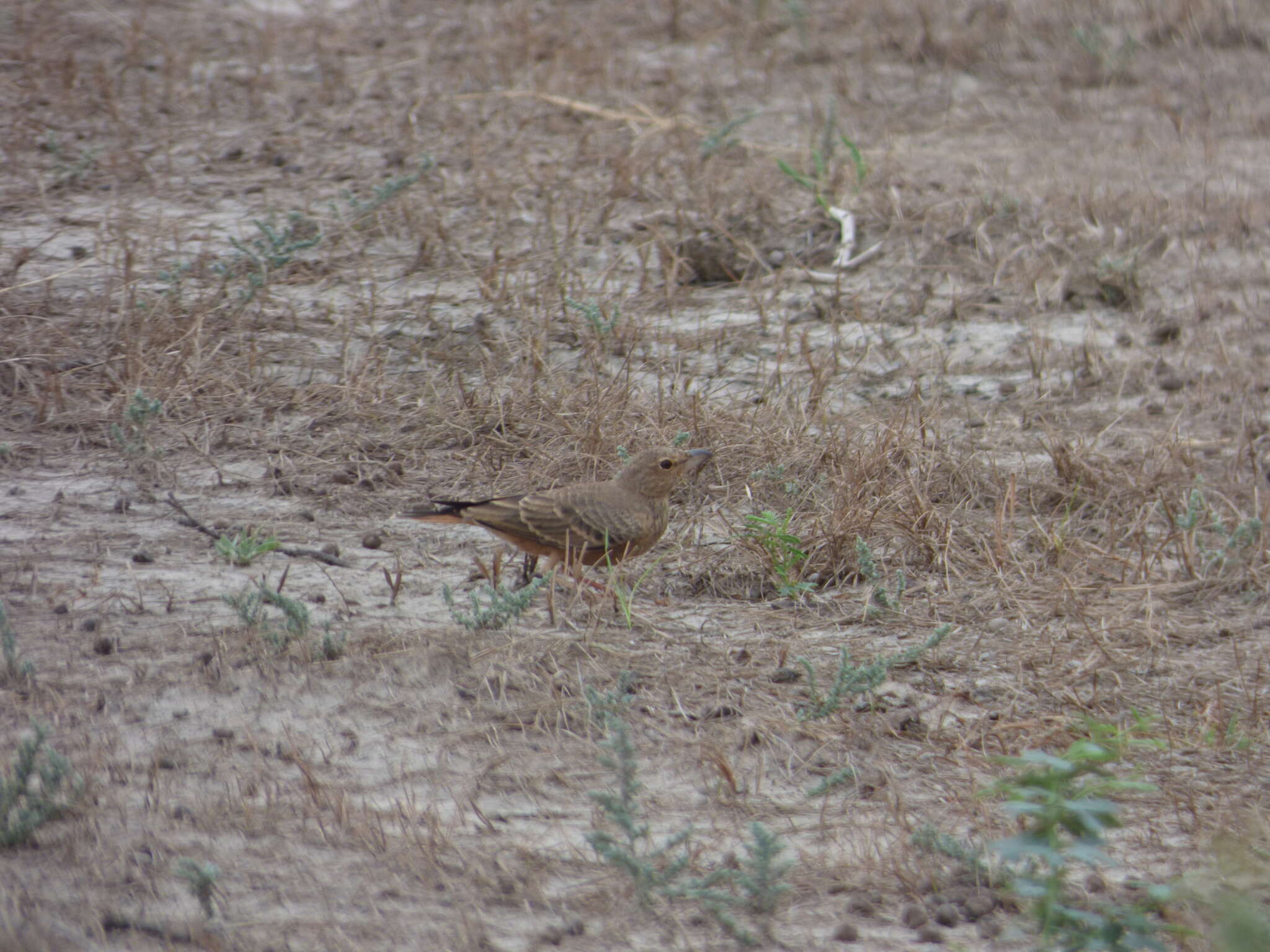 Image of Rufous-tailed Lark