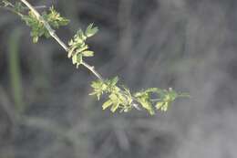 Image de Vachellia farnesiana var. farnesiana