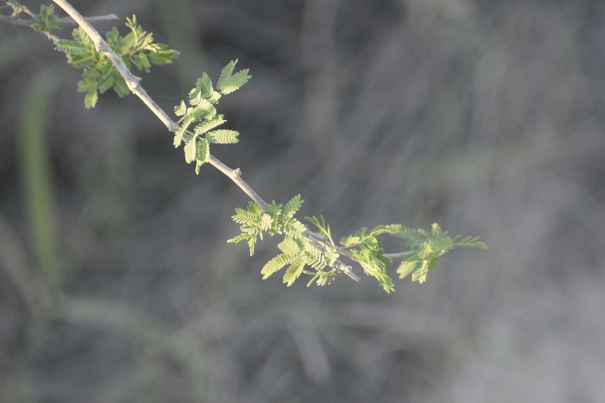 Слика од Vachellia farnesiana var. farnesiana