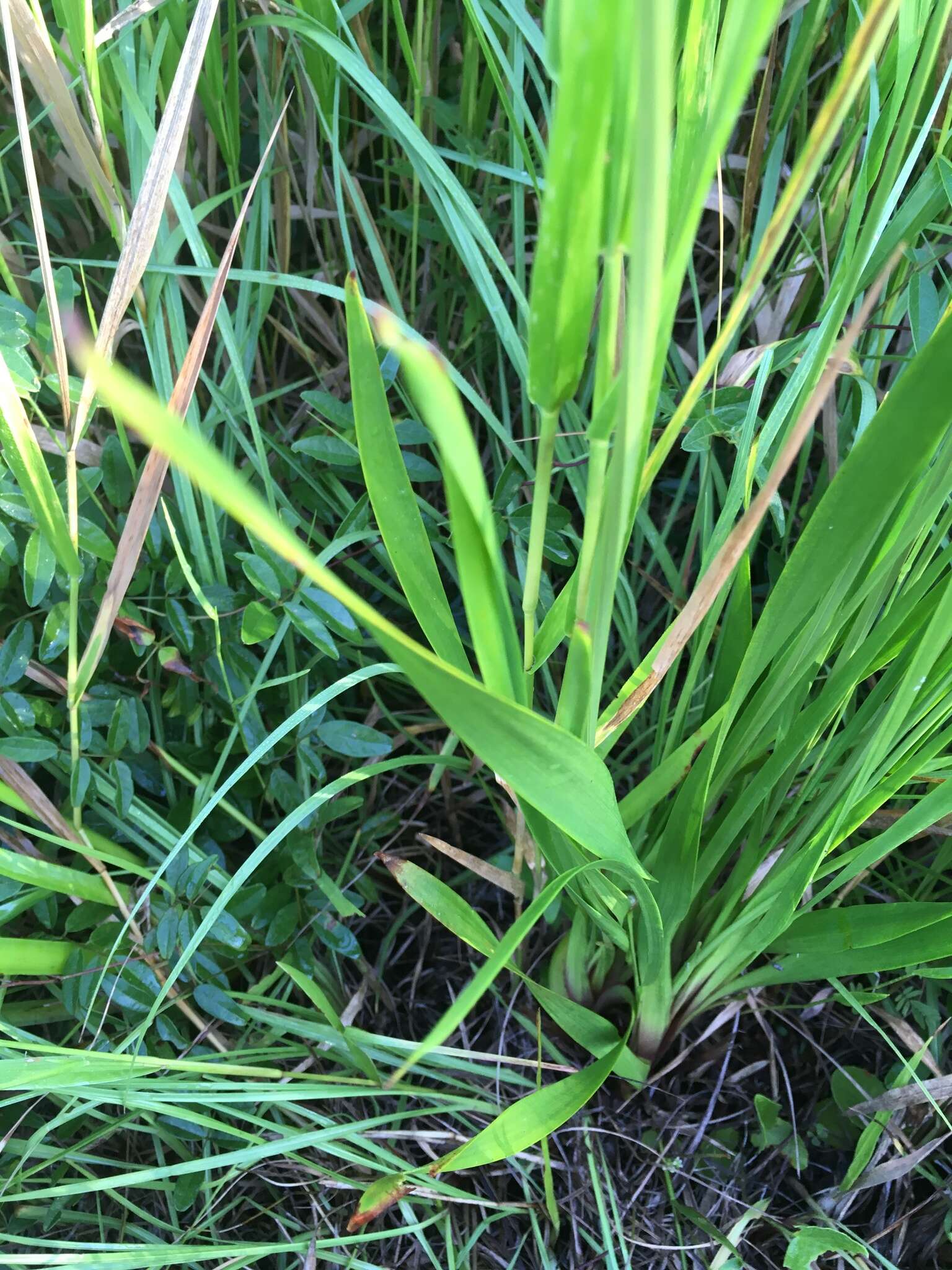 Image of Tall Yellow-Eyed-Grass