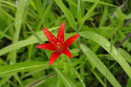 Lilium concolor var. partheneion (Siebold & de Vriese) Baker resmi