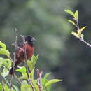 Sporophila angolensis (Linnaeus 1766) resmi