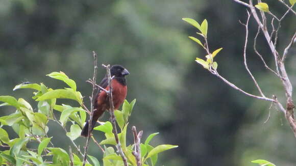 Image of Chestnut-bellied Seed Finch