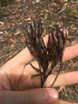 Image of Haemodorum planifolium R. Br.