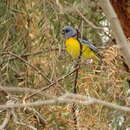 Image of Blue-and-yellow Tanager