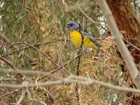 Image of Blue-and-yellow Tanager