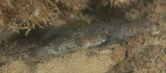 Image of Flathead goby