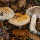 Image of Hygrophorus abieticola Krieglst. ex Gröger & Bresinsky 2008