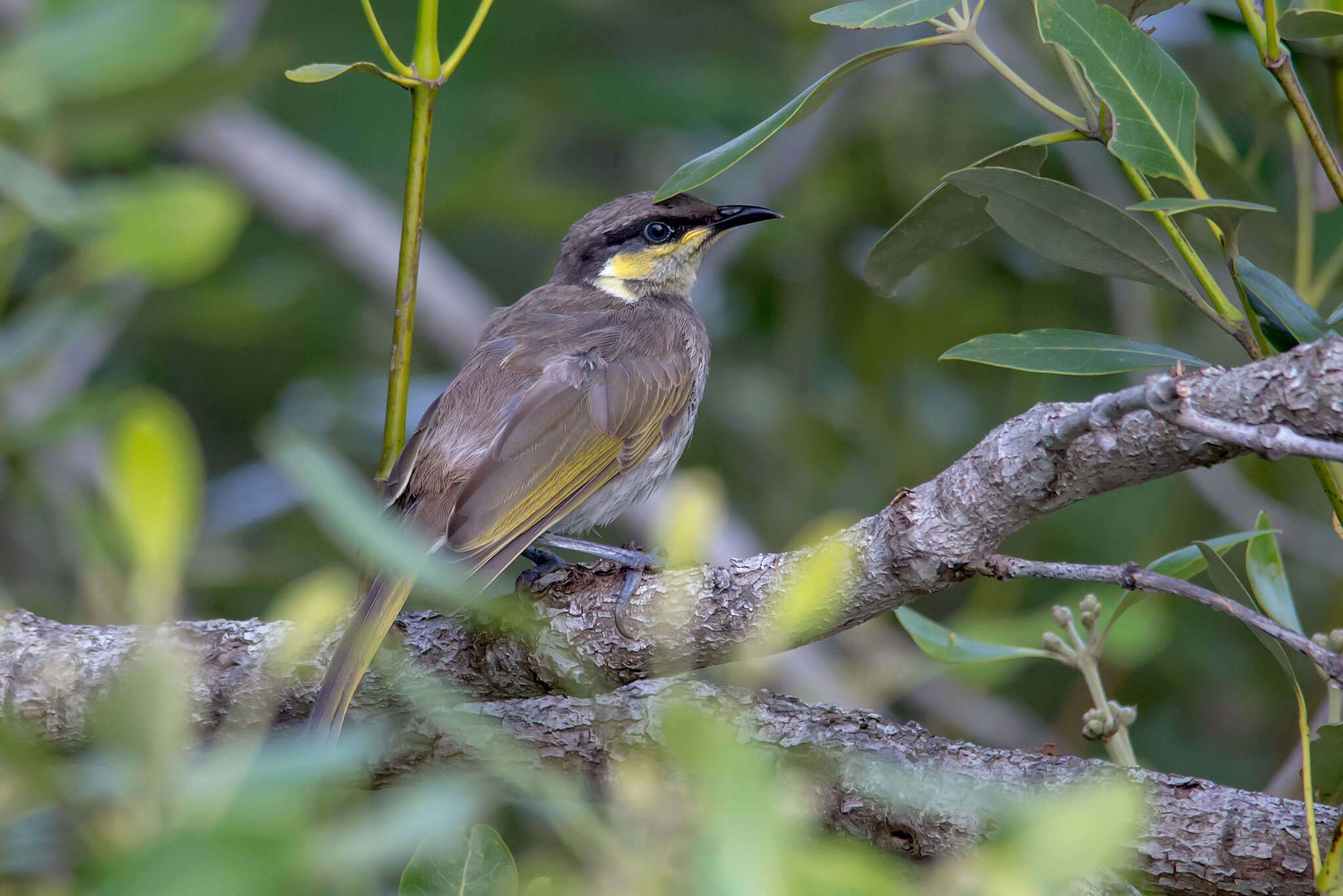 Image of Mangrove Honeyeater