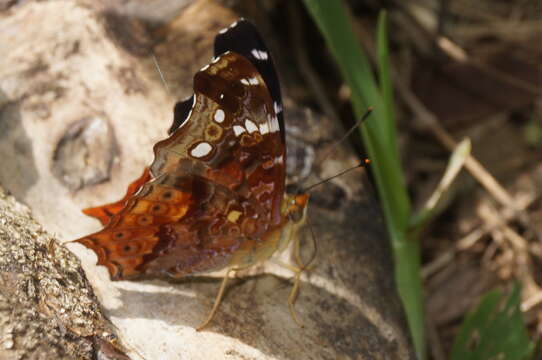 Слика од Hypanartia trimaculata