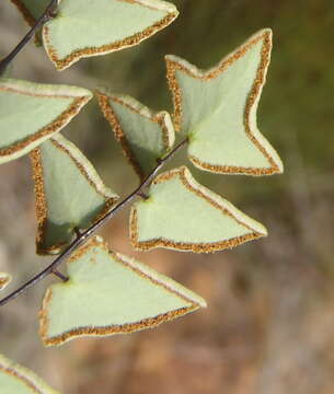 Image of Pellaea leucomelas (Mett. ex Kuhn) Bak.