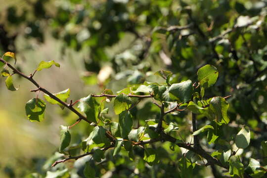 Plancia ëd Pyrus cordata Desv.