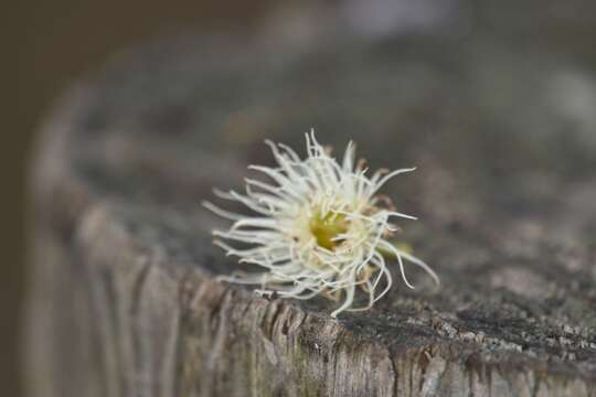 Image de Eucalyptus leucoxylon subsp. bellarinensis K. Rule