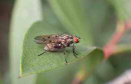 Anthomyia punctipennis Wiedemann 1830的圖片