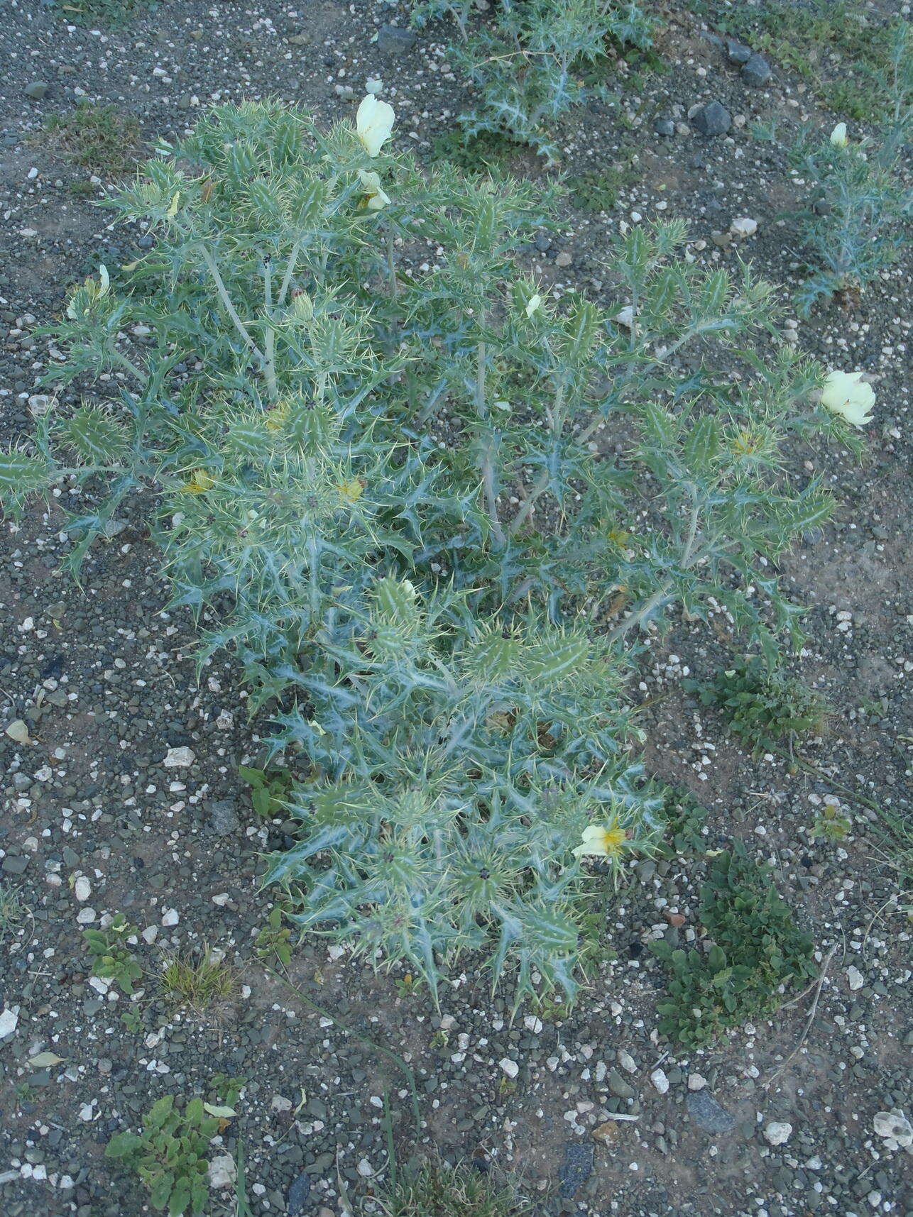 Image of Argemone ochroleuca subsp. ochroleuca