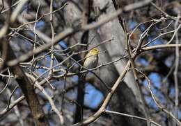 Image of Spinus tristis tristis (Linnaeus 1758)