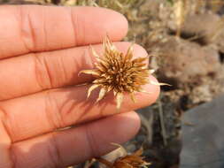 Image of Cusick's sunflower