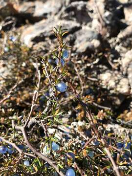 Image of Coprosma acerosa A. Cunn.